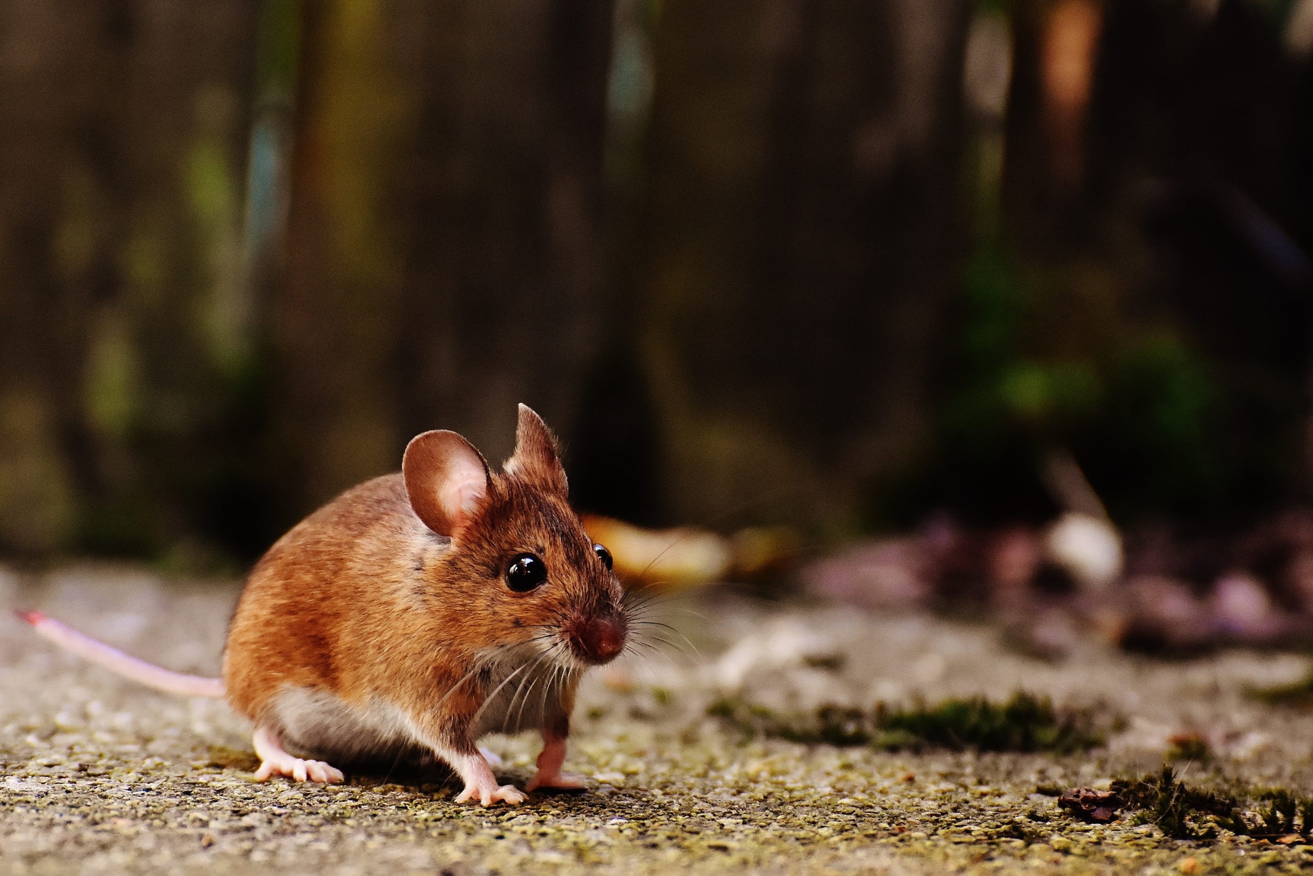 A small mouse crosses the forest floor.